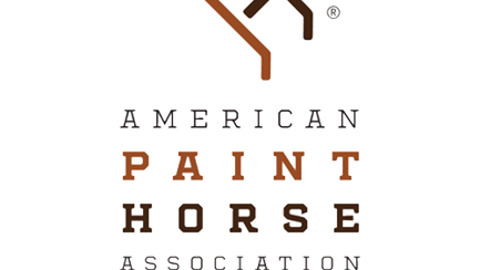 AMERICAN PAINT HORSE